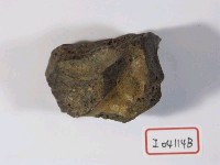 藏品(早坂犀骨塊)的圖片